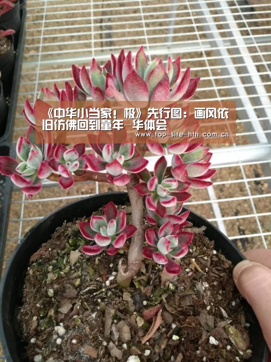 华体会
